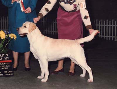 CH Campbellcroft Snap Shot Bd