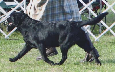 Marstad Boston Lager