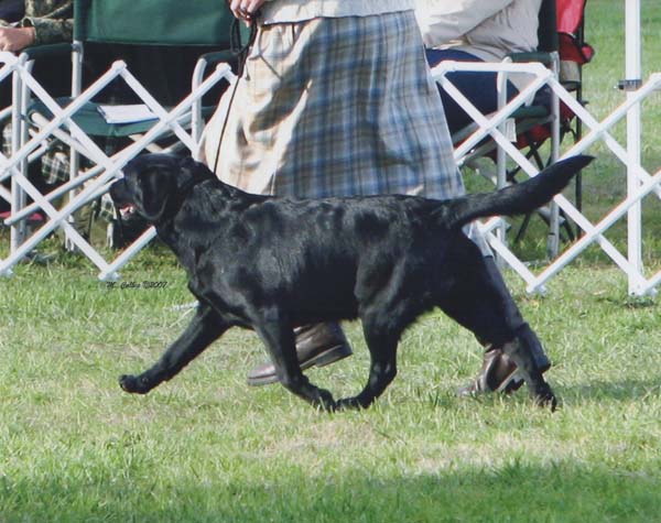 Marstad Boston Lager