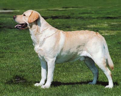 CH Marstad's Rochester Rhapsodie