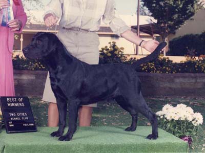 Campbellcroft Black Hawkeye UD SH 