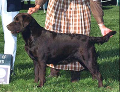 CH Clarion Marstad Frangelica