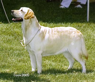 Galileo Marstad Bleu Moon