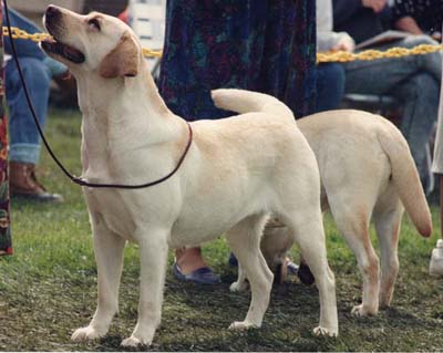 CH Marstad's Tread Lightly CD JH