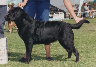 Marstad's Speak Softly