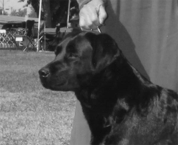 Belgairn Marstad Peroni