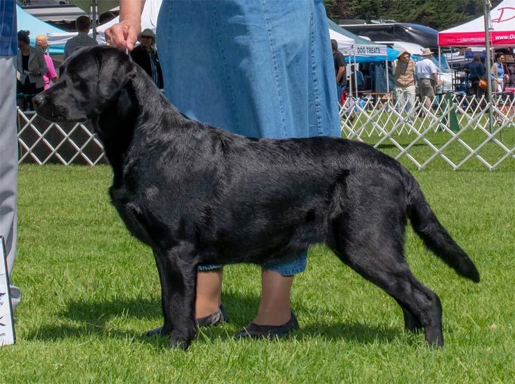 Belgairn Marstad Peroni