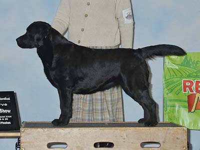 GCH Marstad Black Cherry CGC