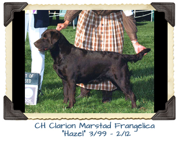 CH Clarion Marstad Frangelica “Hazel” 3/99 - 2/12