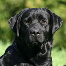 GCH Hollyhill Delby's Samuel Adams