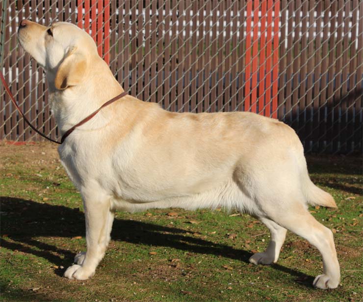 Marstad American Blonde Ale