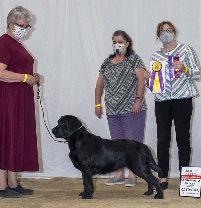 CH Marstad Black Crown