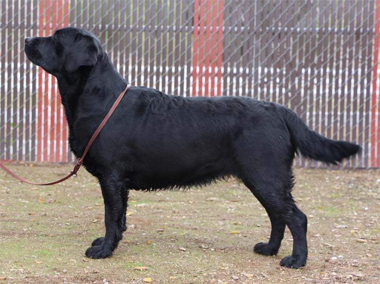 Marstad Black Cherry Lambic